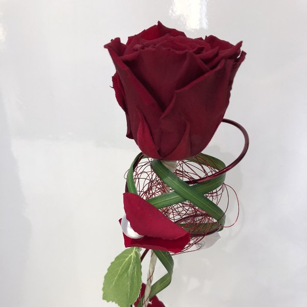 einzelne Longlife Rose Bild 1